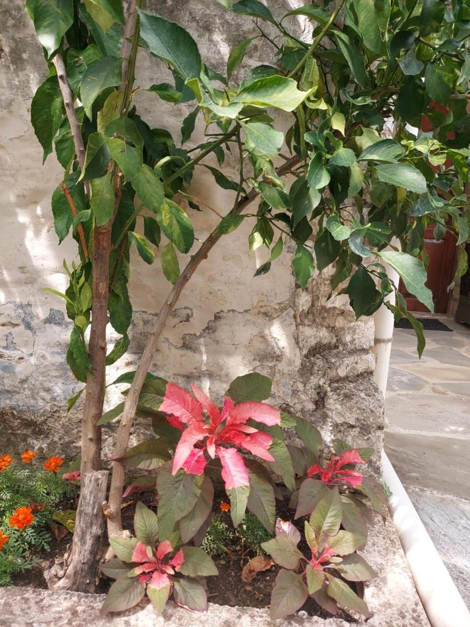 Traditional House Shapllo Gjirokastër 外观 照片